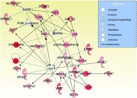 A Protein Interaction Network Representative Of Sno Sensitive Proteins