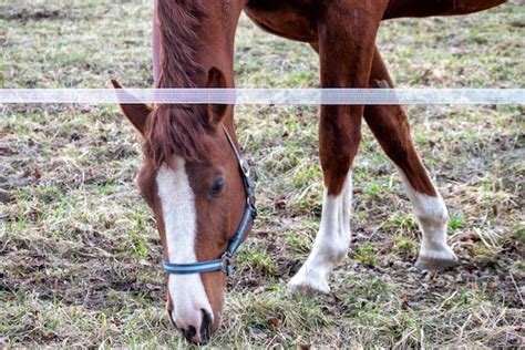 Um Cavalo Uma Mancha Branca No Nariz E Branca Na Face Foto Premium