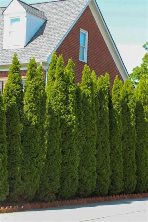 9 Tall Skinny Privacy Trees To Transform Your Yard Into A Peaceful Retreat