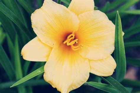Sunny Flower