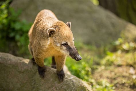 Mexican Raccoon Stock Photos Pictures And Royalty Free Images Istock