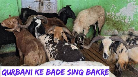 Qurbani Ke Bade Sing Bakre In Yaqutpura At Al Varsah Goat Farm