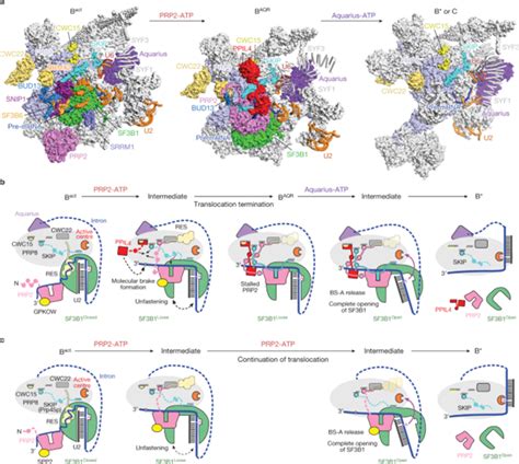 Structural Basis Of Catalytic Activation In Human Splicing Science