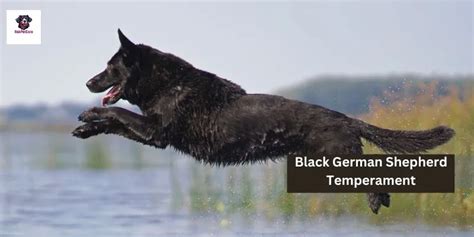 Black German shepherd Temperament: A Closer Look