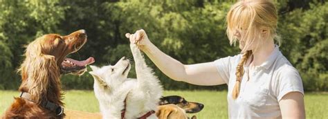 Garder Des Animaux Garder Des Chiens Et Chats Chez Soi Ou à Domicile