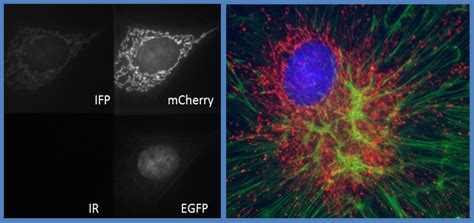 Fluorescence Microscopy In Vivo Erie Lab