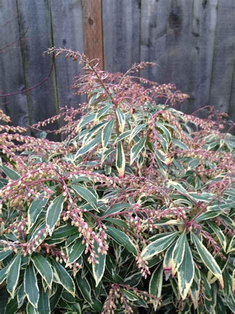 The Lents Farmer: Today's Favorite Plant - Pieris