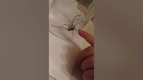 Aggressive House Spider Youtube