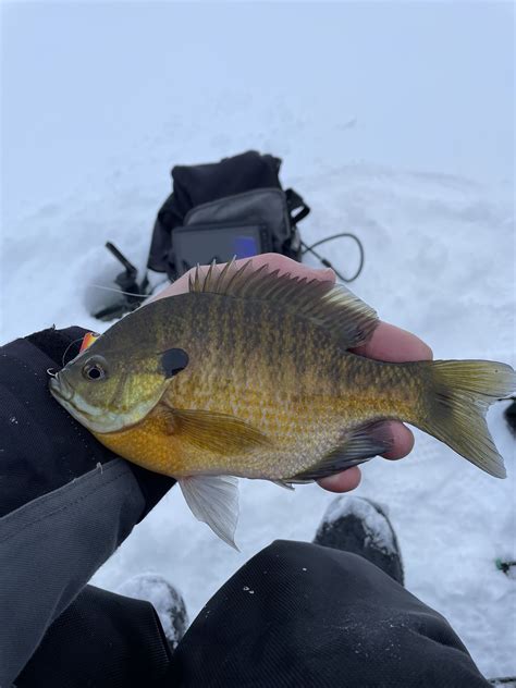 2022 23 Lake Vermilion Ice Fishing Reports Vermilion Pelican Lake