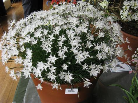 Ags Anglia Show May 09 Best In Show Dianthus Squarrosus Flickr