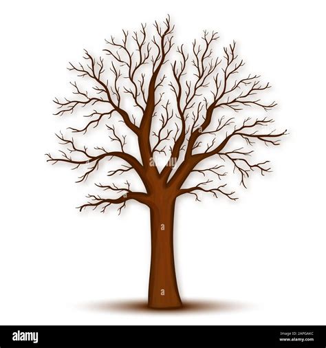 Tree Without Leaves Vector Stock Vector Image Art Alamy