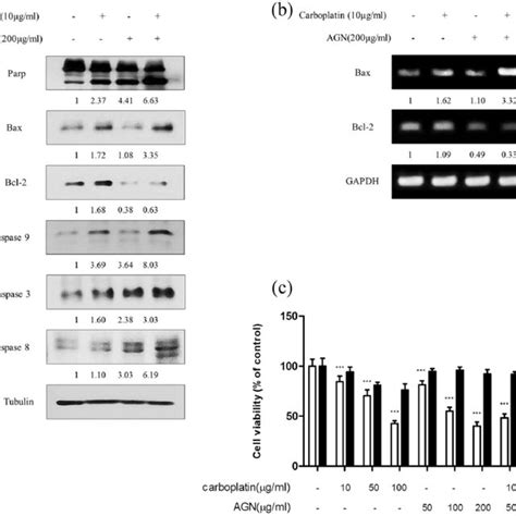 Combined Treatment With Carboplatin And Agn Induce Apoptosis In H