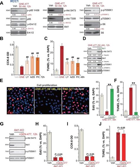 Gne Blocks Pi K Akt Mtor Cascade Activation In Primary Human Rcc