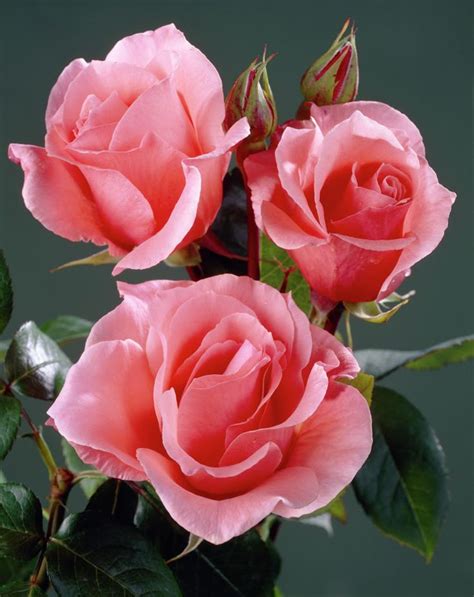 530 best rosas images on Pinterest | Beautiful flowers, Roses and ...