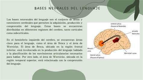 SOLUTION Psicobio Semana 10 Neurobiolog A Del Desarrollo Del Lenguaje