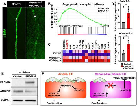 Frontiers Prdm16 Regulates Arterial Development And Vascular Integrity