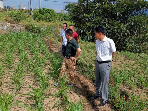 东江街道：积极防治草地贪夜蛾乡镇街道资兴新闻网