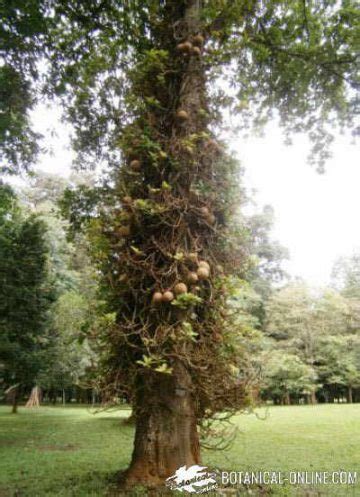 Caracter Sticas Del Rbol Ayahuma Botanical Online