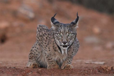 La Poblaci N De Lince Ib Rico En Do Ana Supera Por Primera Vez El