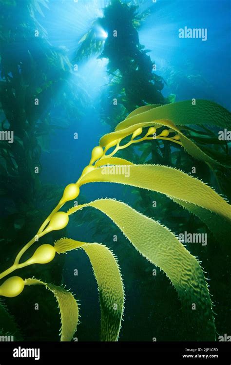 Giant Kelp Or Bladder Kelp Macrocystis Pyrifera San Clemente Island