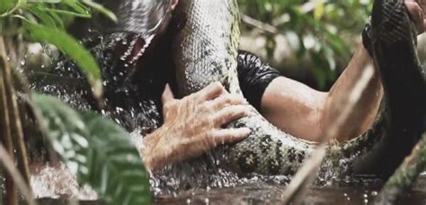 Man To Be Eaten Alive By Anaconda In New Reality Show Video Abc News