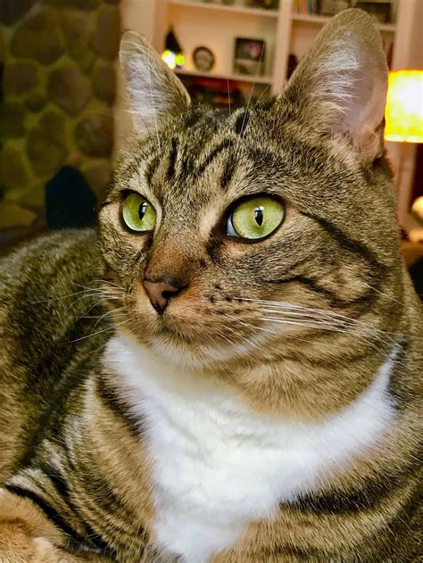handsome tabby cat  green eyes tabby cats  green eyes cats