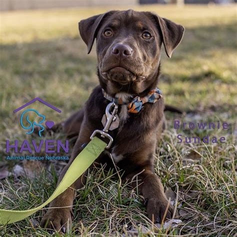 Dog For Adoption Brownie Sundae A Labrador Retriever Mix In Omaha