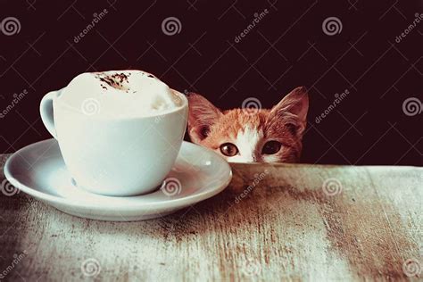 Кот & кофе стоковое изображение. изображение насчитывающей ресторан ...