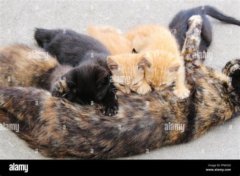 Newborn Tortoiseshell Kitten