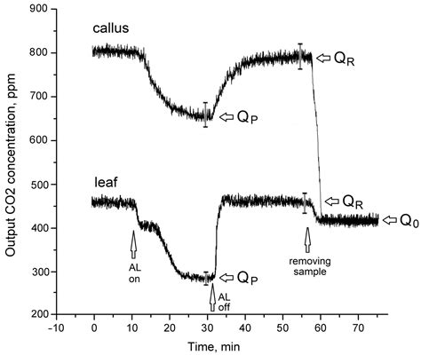 Horticulturae Free Full Text Ultrastructure Co2 Assimilation And