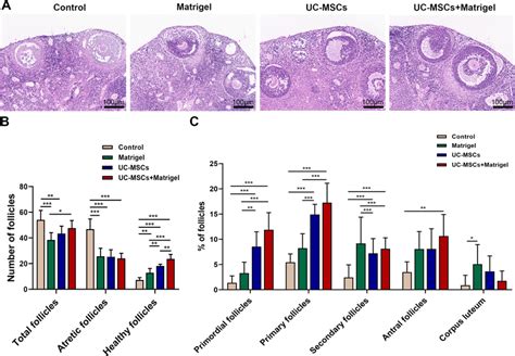 Uc Mscs Improved The Recovery Of Thawed Ovaries In Vitro Culture Download Scientific Diagram