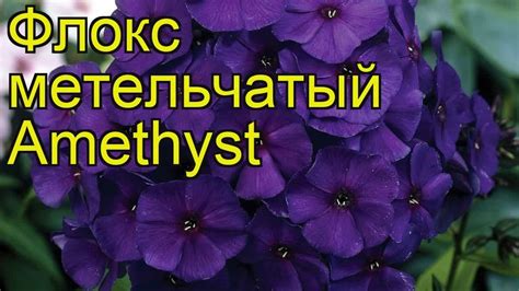 Флокс метельчатый (Amethyst). Краткий обзор, описание характеристик ...