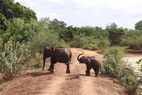 Udawalawe National Park Private Safari Tour