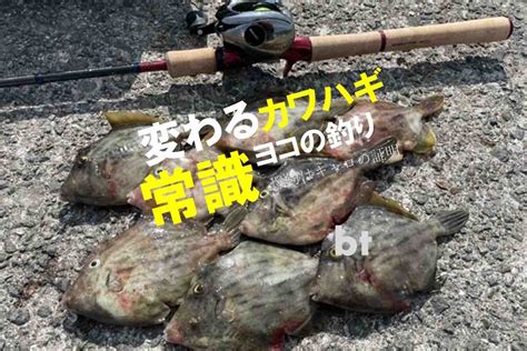 実戦で変わる常識。カワハギは「横の釣り」キャロライナリグで簡単サイズアップ！ Blue Tetristの釣りノート