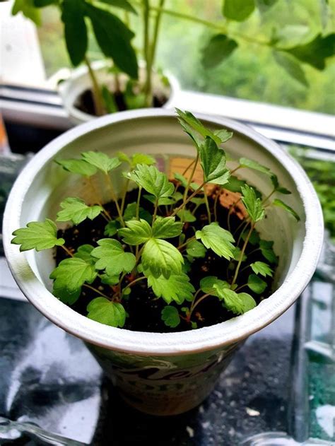 Genius Growing Strawberries In Pots Ideas Blooming Anomaly