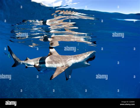 Blacktip Reef Sharks Carcharhinus Melanopterus Just Under The Surface