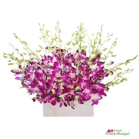 Wild Hair Piece Dendrobium Orchids Flower Arrangement