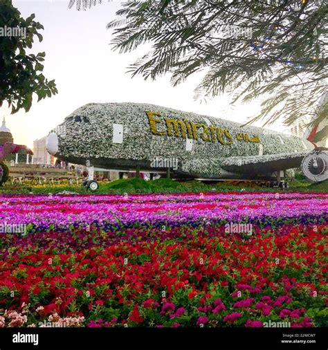 Dubai Miracle Garden Emirates A380 Stock Photo - Alamy