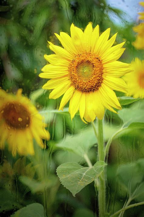 Flowers In The Rain 4 Photograph By Deborah Penland Fine Art America