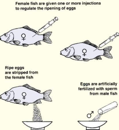 An induced breeding technique is used in.