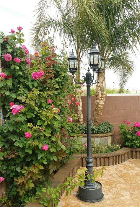 Beautiful Pink Roses in a Garden