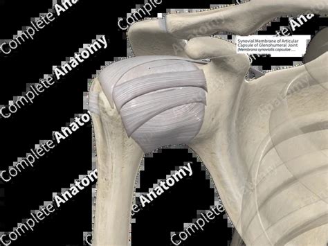 synovial membrane  articular capsule  glenohumeral joint complete