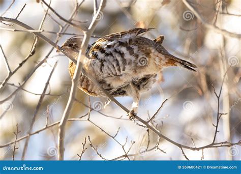 Female Ruffed Grouse Is Foraging On The Branch In The Winter Forest