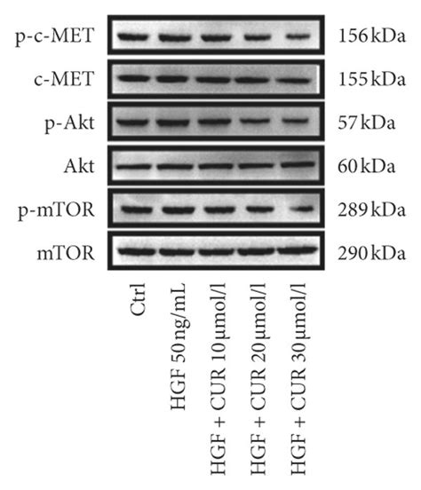 Curcumin Inhibits HGF Induced EMT Via Modulation Of C MET PI3K Akt MTOR