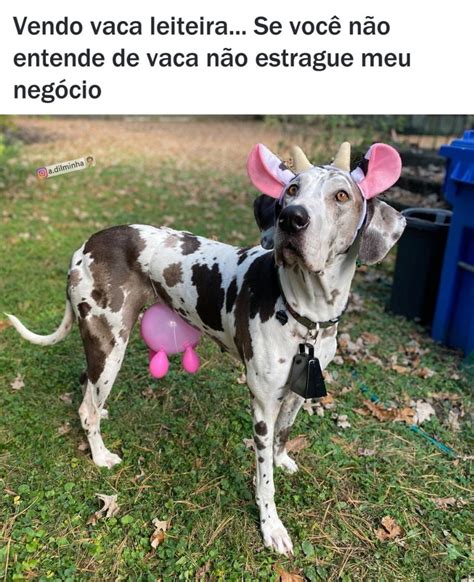 Vendo vaca leiteira Se você não entende de vaca não estrague meu