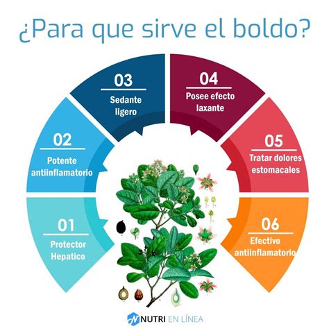 La Naturaleza Nos Da Plantas Que Podemos Usar En Nuestro Favor Quieres