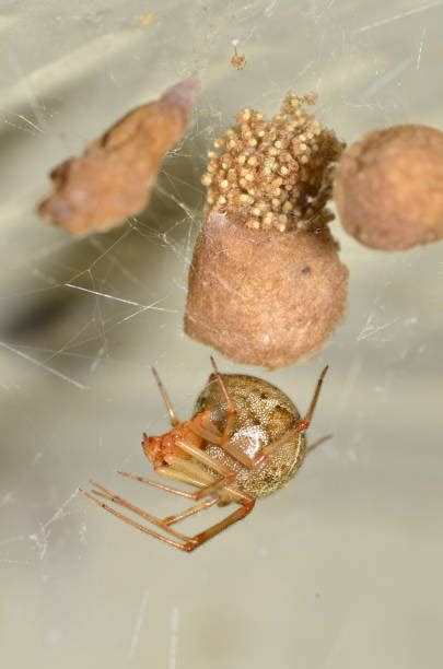 Baby Spiders Stock Photos Pictures And Royalty Free Images Istock