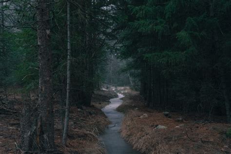 Images Gratuites Arbre La Nature R Gion Sauvage Piste Rivi Re