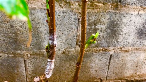 Put Sprout Tree In Branch Tree Old Wrapped Plastic Grafting