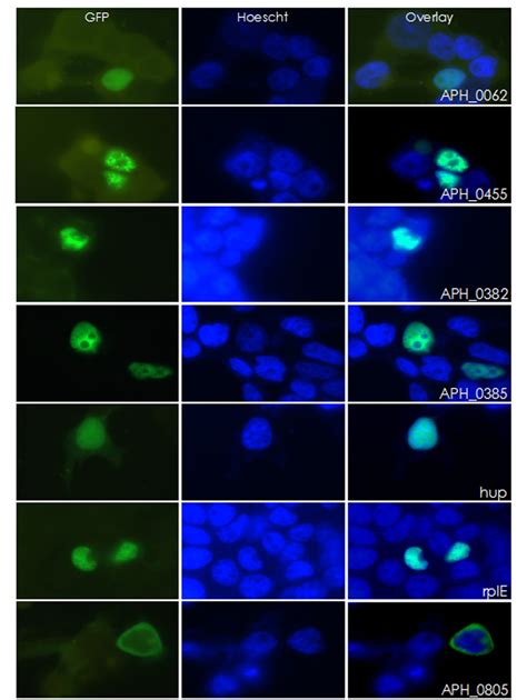 Figure From Bioinformatic And Mass Spectrometry Identification Of